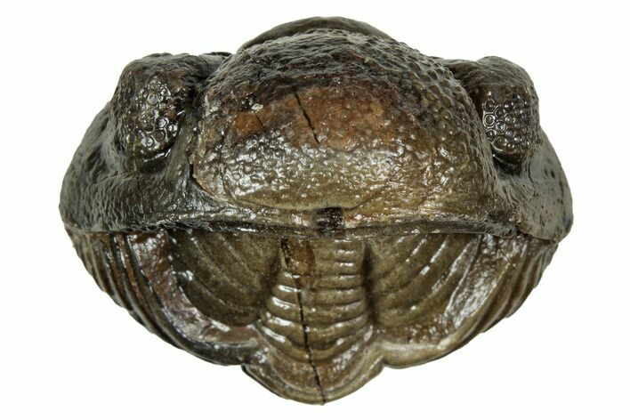Wide, Enrolled Pedinopariops Trilobite - Excellent Eyes #347745